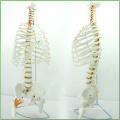 SPINE07 (12380) Medical Science Life-Size Sternum with Fumer for Medical School Education